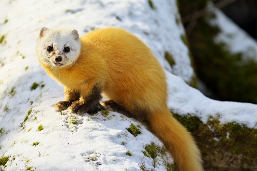 Japanese marten, martes melampus