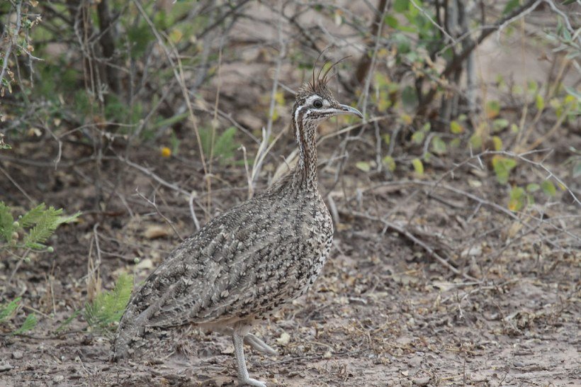 Quebracho crested tinamou photo